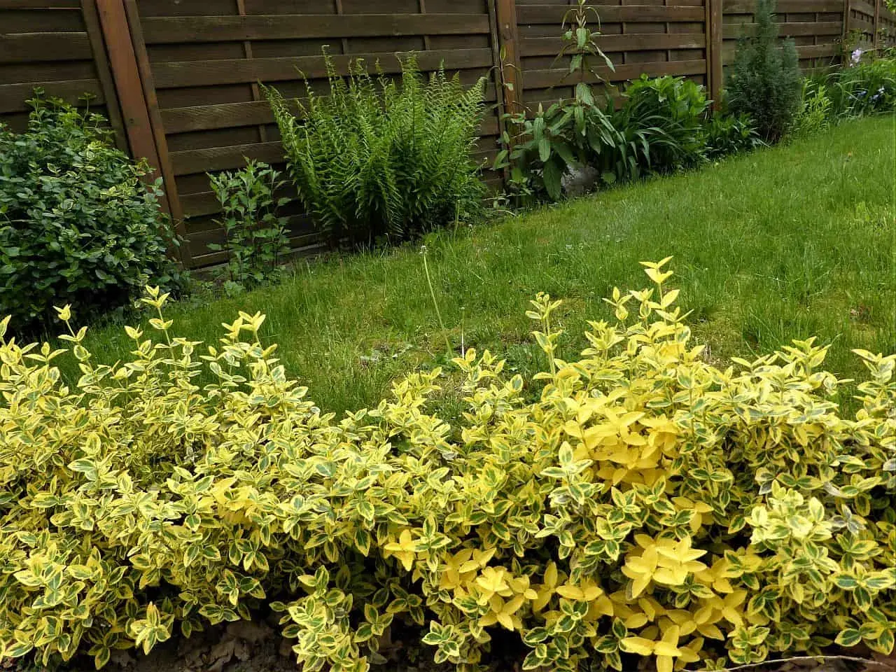 Ein bunter Strauch mit gelb-grünen Blättern, Euonymus fortunei, wächst vor einem Holzzaun und sattgrünem Rasen.