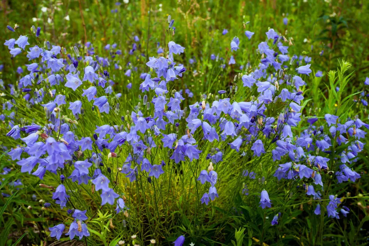 Un champ de campanules vivaces bleues, leurs clochettes pendantes dans l'herbe verte.