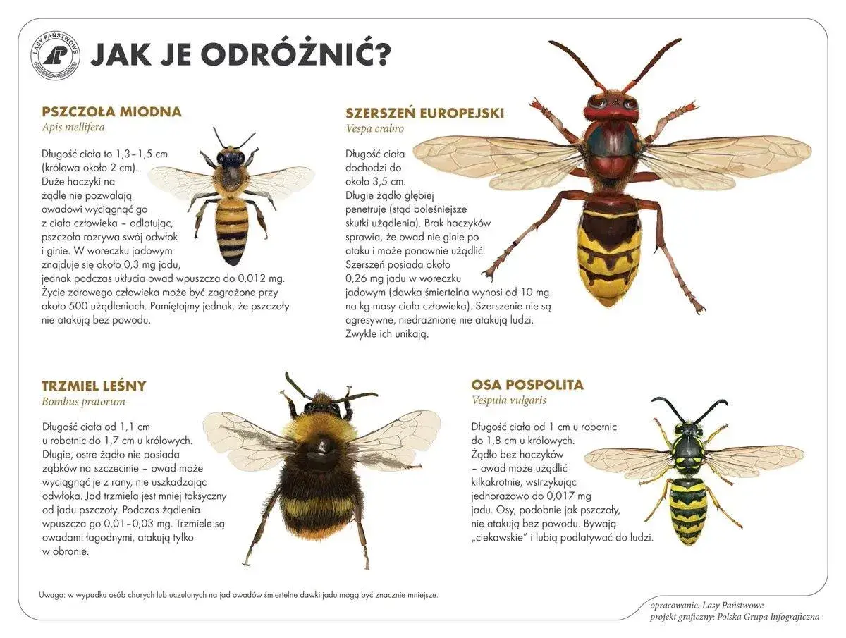 Ilustracja porównuje pszczołę miodną, szerszenia europejskiego, trzmiela leśnego i osę pospolitą, pokazując ich wygląd i cechy, które pomagają odróżnić te owady, np. podczas wycieczki, gdzie może dojść do wyrojenia pszczół.