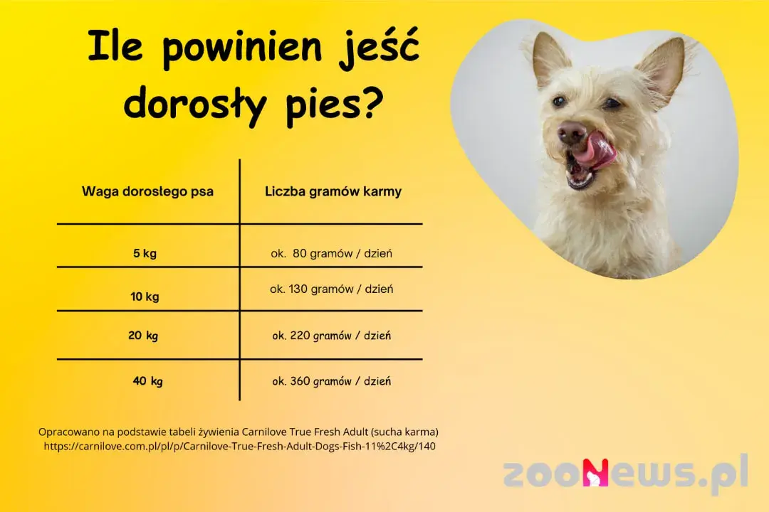 Ile karmy dla szczeniaka? Tabele, porady i zdrowy wzrost pupila