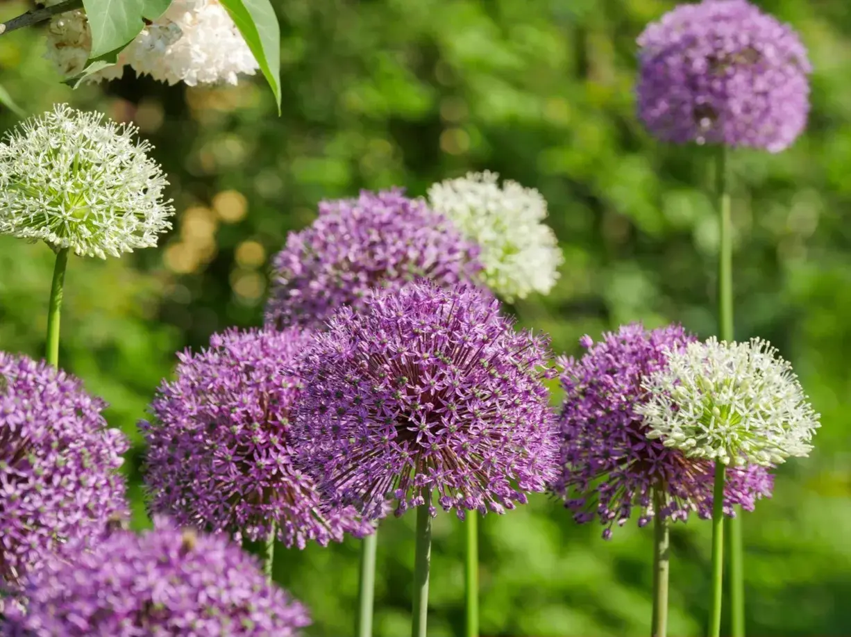 En trädgård fylld med lila och vita allium blommor som svajar i vinden.