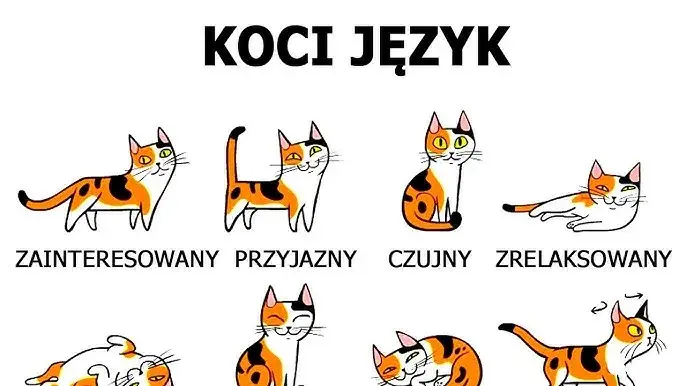 Jak karmić osieroconego kociaka? Praktyczny przewodnik krok po kroku