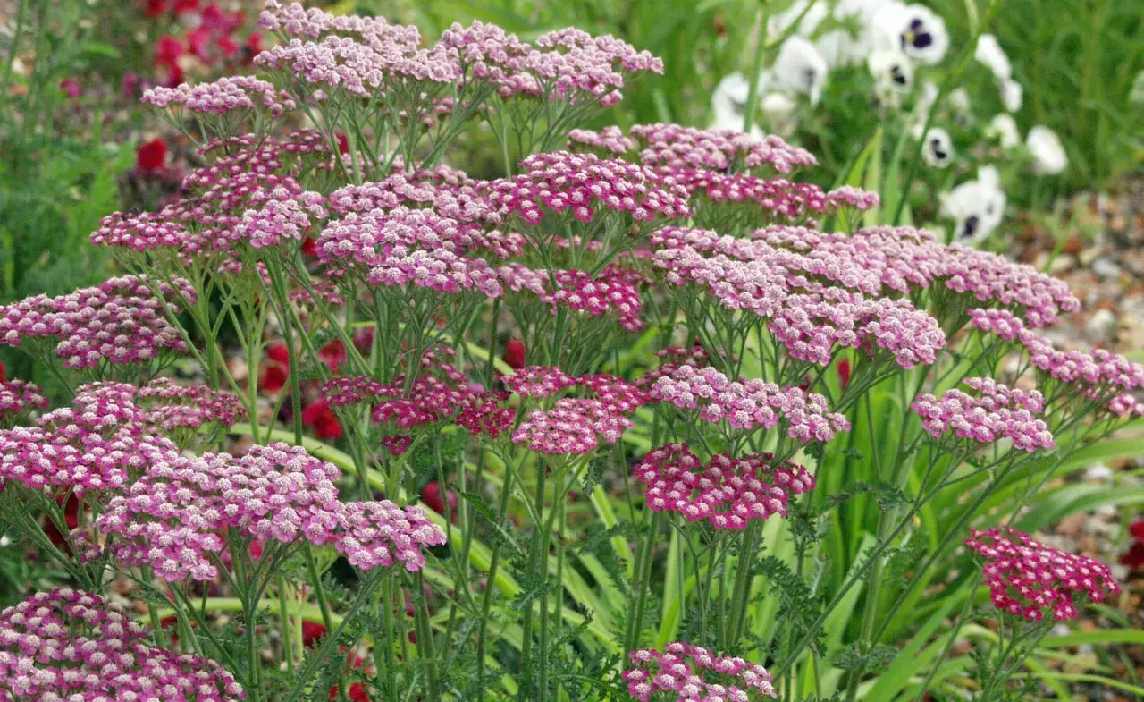 Zarte rosa Blütenstände der Schafgarbe, bekannt für ihre positive Wirkung auf die Haut, im Garten.