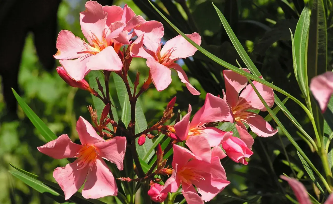 Zarte rosa Blüten des Oleanders, der giftig ist, entfalten sich im Sonnenlicht.