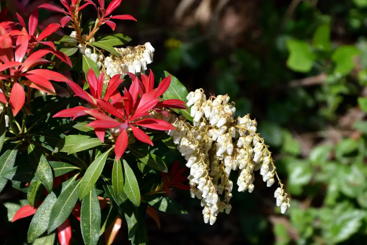 Rote Blätter und weiße Blüten der japanischen Lavendelheide, die giftig ist.
