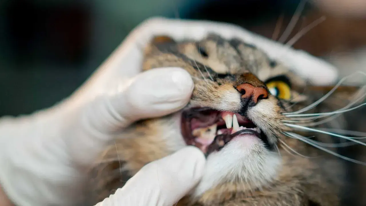 Gato con encías inflamadas. Explorando gingivitis en gatos remedios caseros para aliviar su malestar.