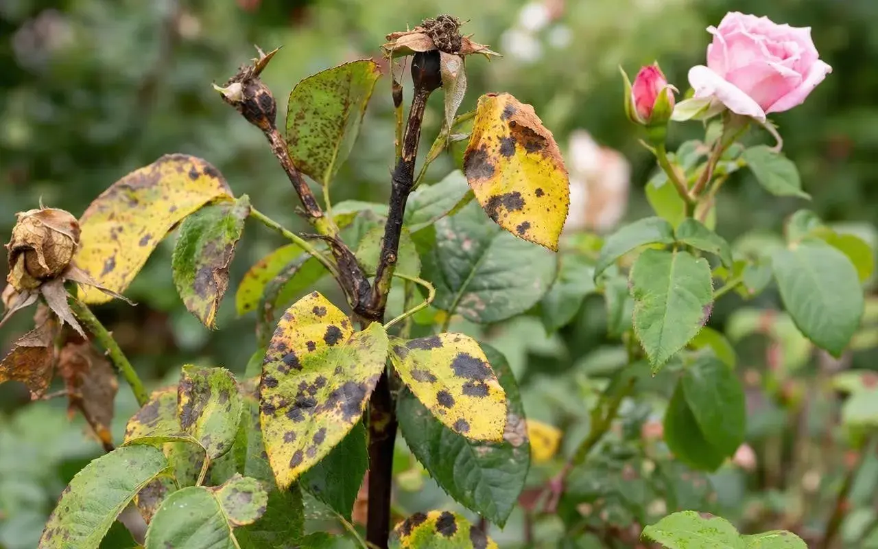 Feuilles de rosier atteintes de rouille, jaunes et tachetées de noir. Une fleur rose et un bouton sont visibles. Recherche d'un traitement naturel pour la rouille du rosier.