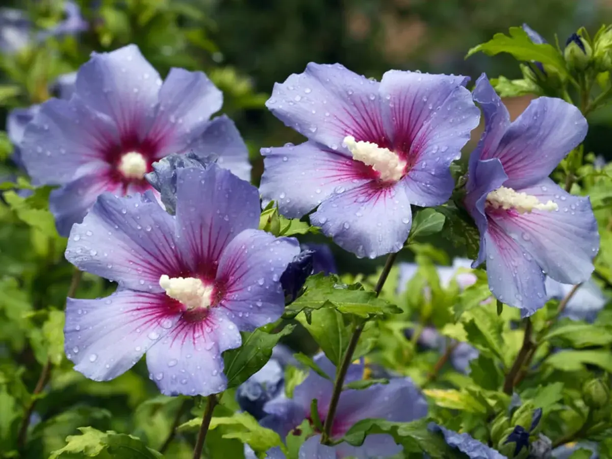 Blauer, winterharter Hibiskus mit taufrischen Blütenblättern und tiefroten Zentren.