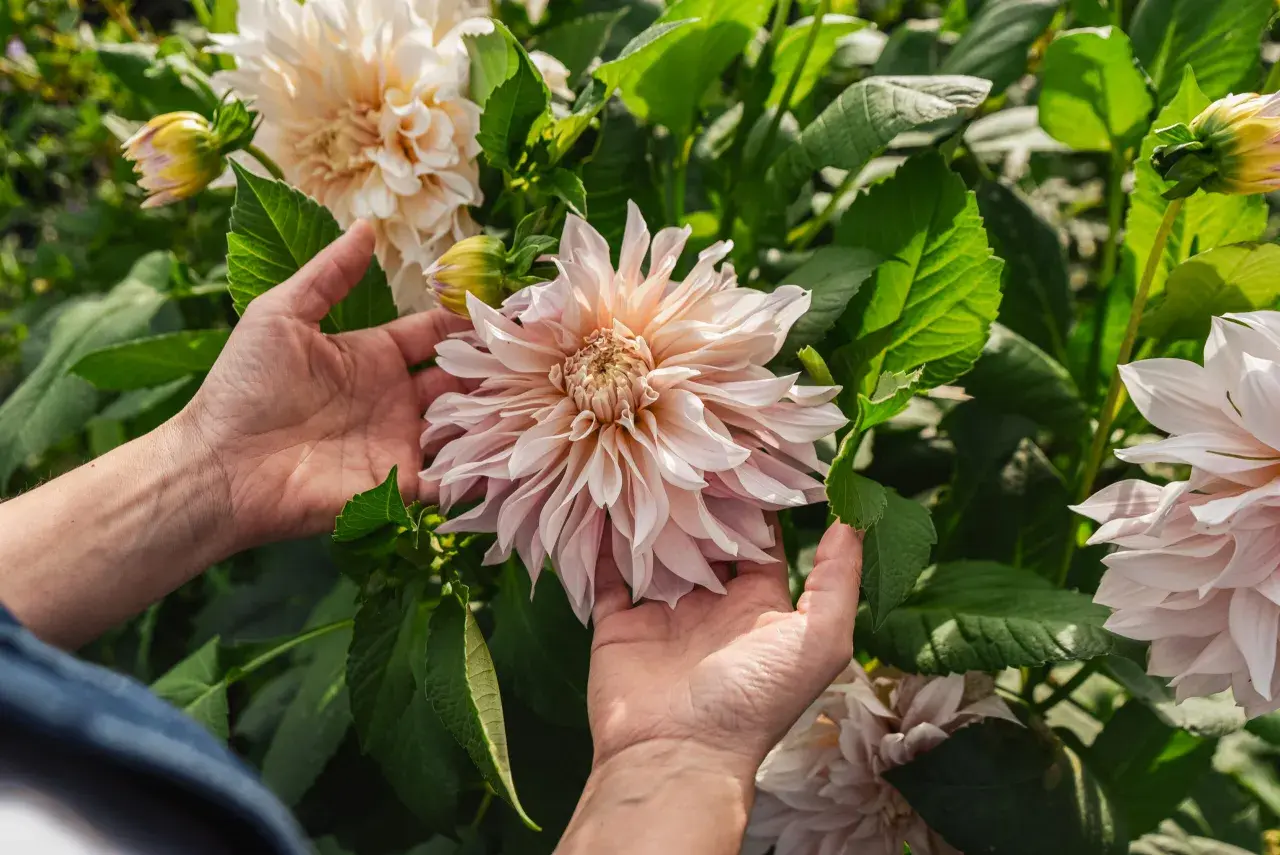 Händer som varsamt håller en stor, ljusrosa dahlia. En vacker påminnelse om att plantera dahlia för att njuta av dess blomsterprakt.