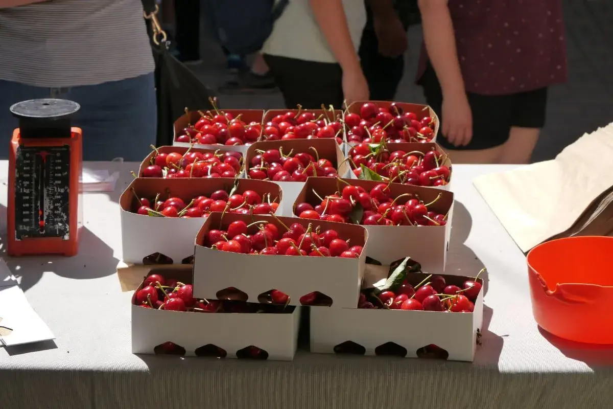 Cajas de cerezas rojas y brillantes listas para la venta en la fiesta de la cereza. Una balanza naranja a la izquierda.