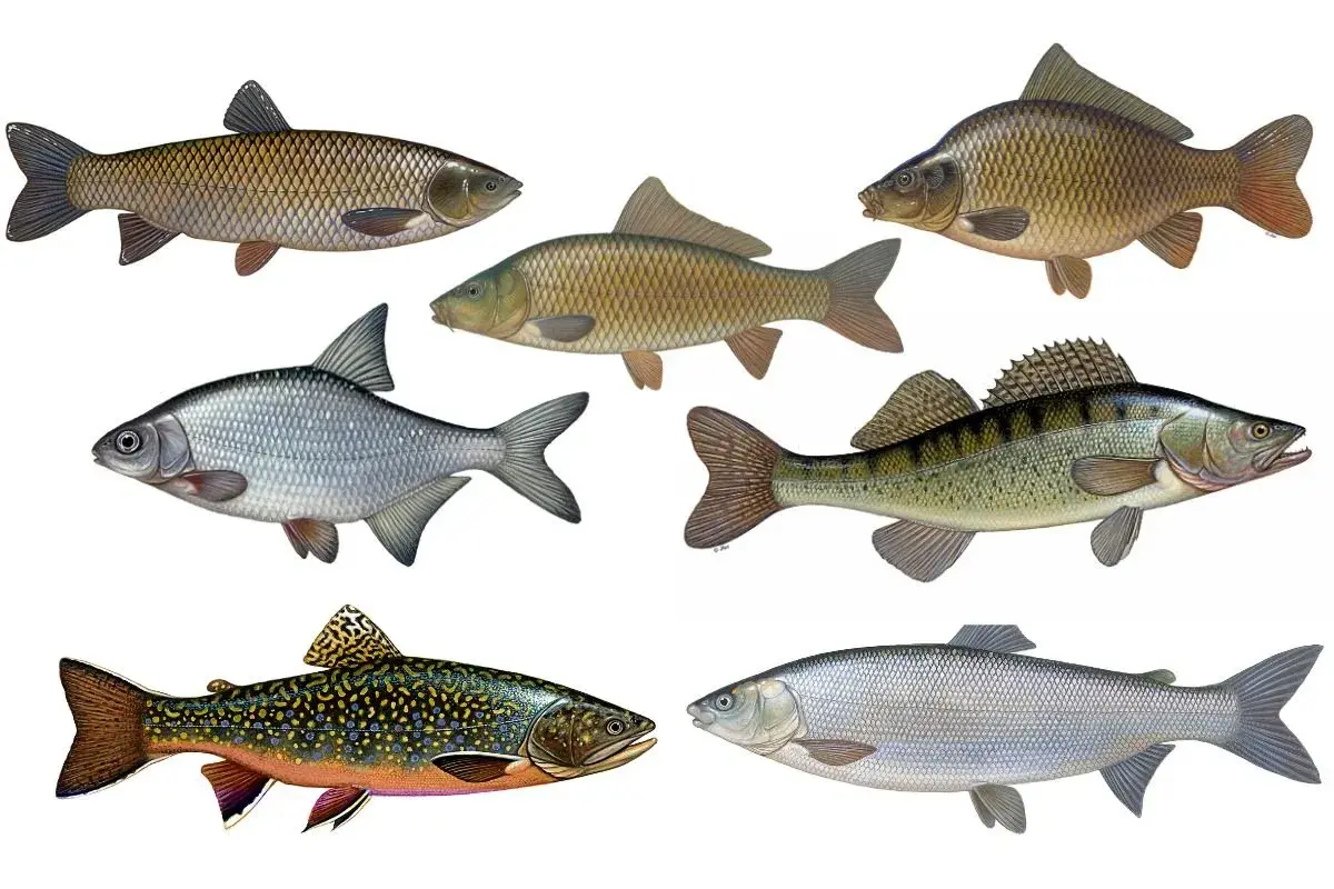 Sechs verschiedene Fischarten, darunter ein Karpfen und ein barschartiger Fisch, der an einen bass fisch erinnert.