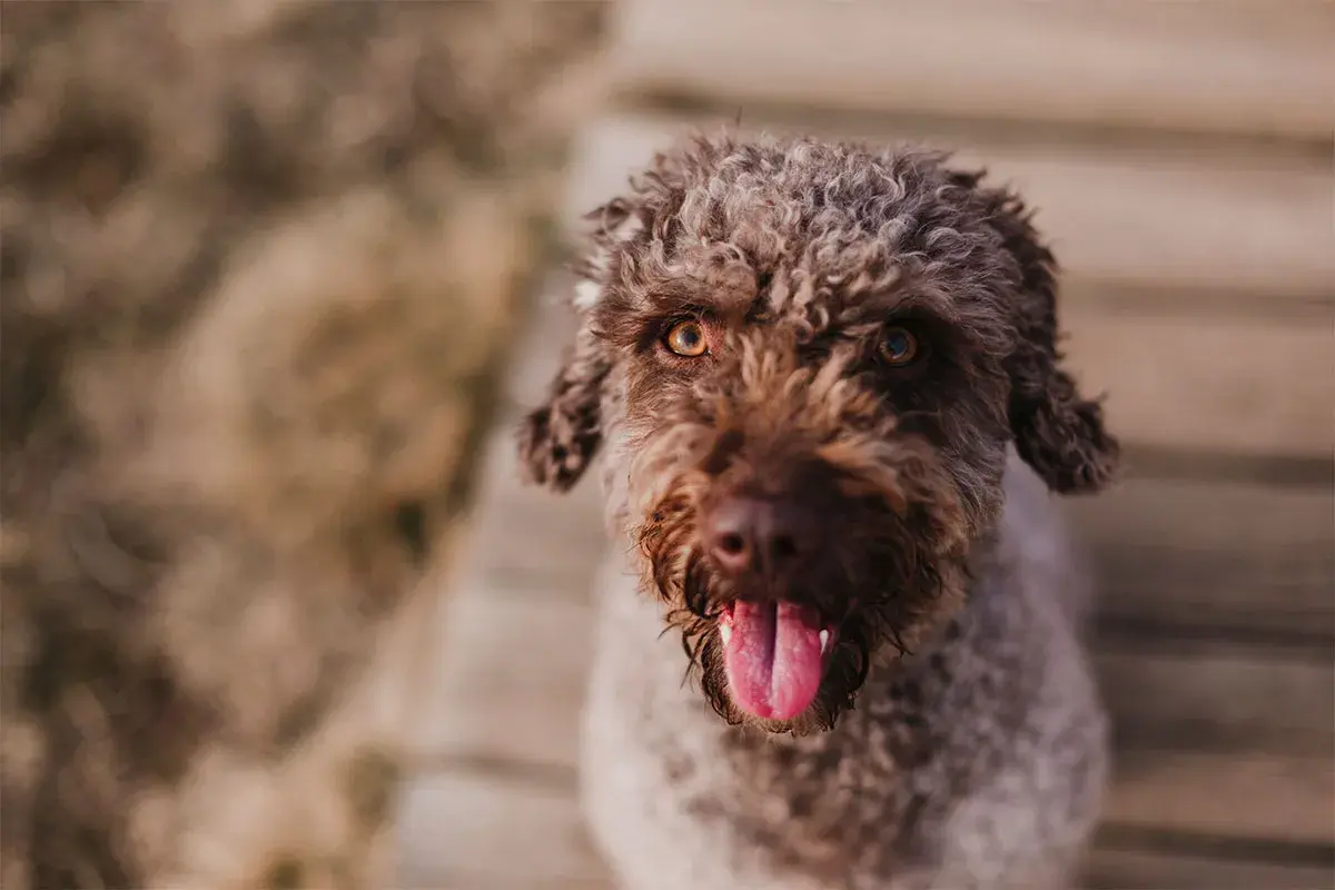 Un adorable perro de agua marrón con el pelo rizado y la lengua fuera, mirando a la cámara con ojos expresivos.