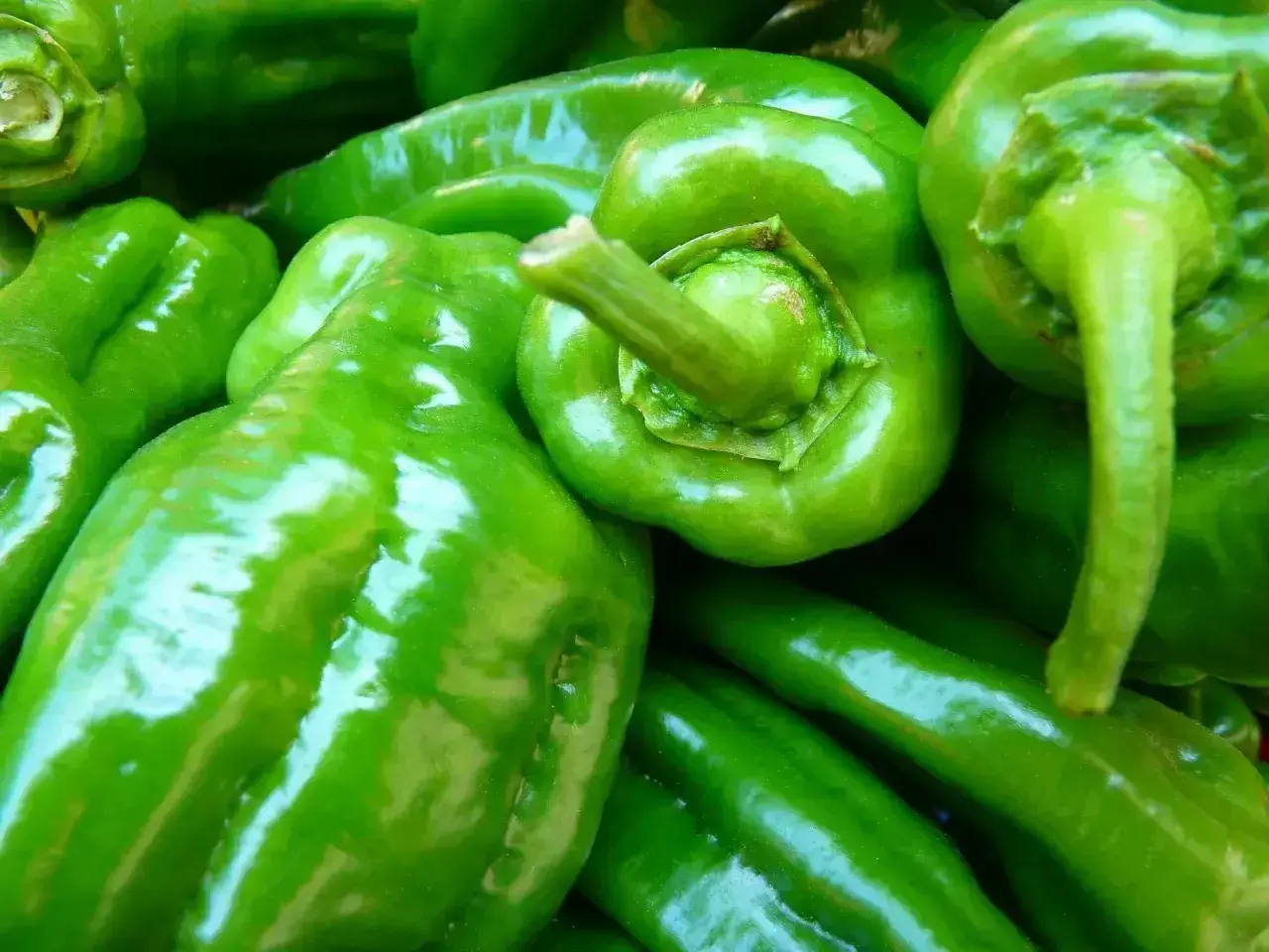 Frisch geerntete, glänzende grüne Paprika. Wann kann man Paprika ernten? Ab Sommer bis zum ersten Frost.