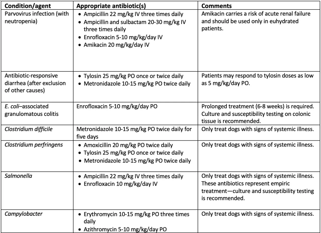 Table detailing antibiotic treatments for canine infections, including Clostridium difficile and Clostridium perfringens.