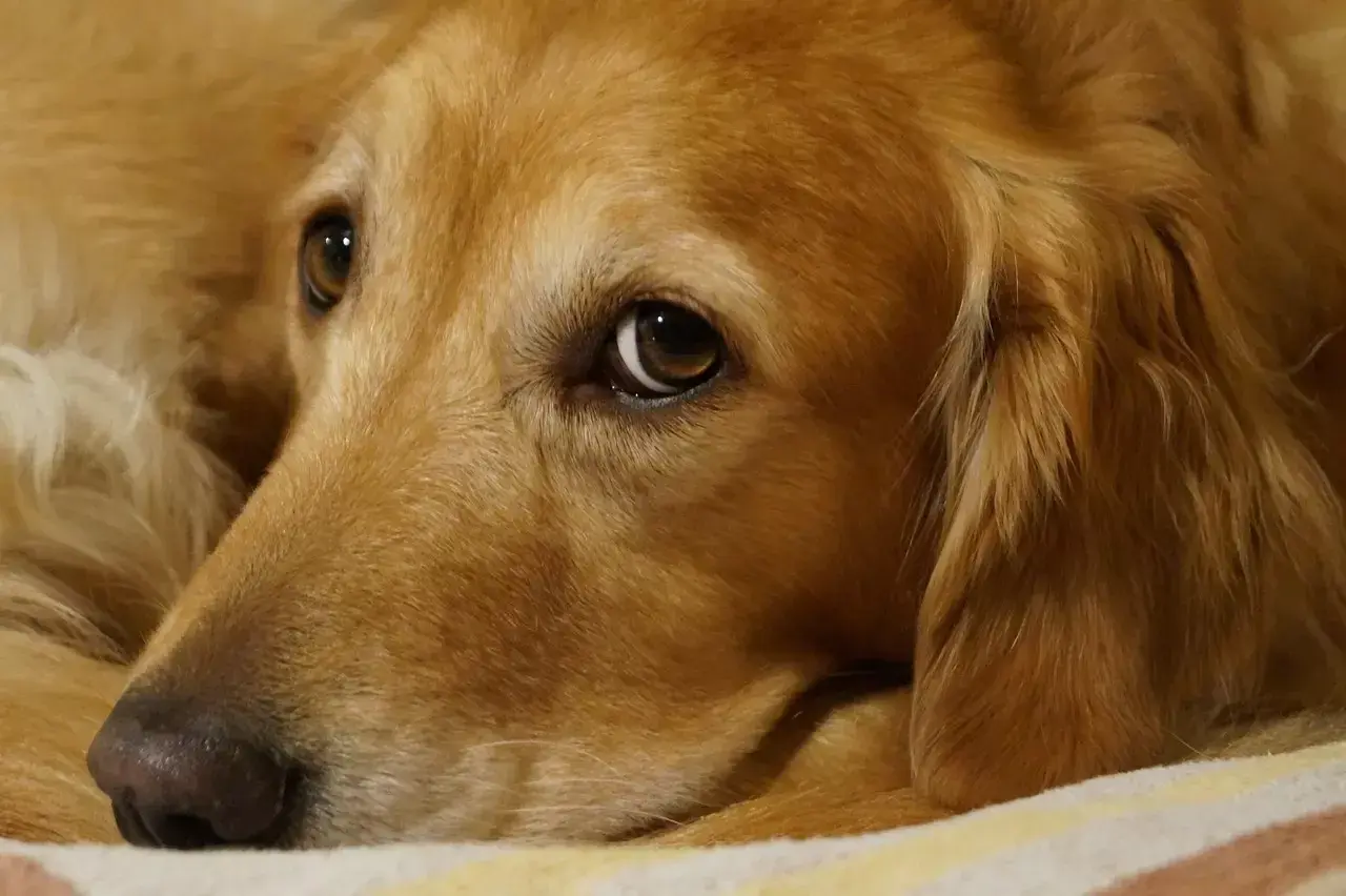Zbliżenie na pysk golden retrievera leżącego na kocu.
