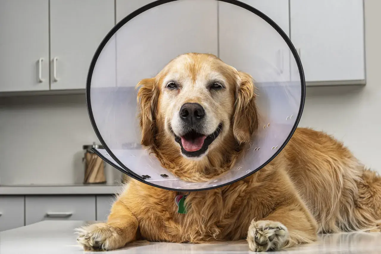 A golden retriever in a cone collar smiles, recovering from surgery. While bacitracin is generally safe for dogs, always consult your vet.