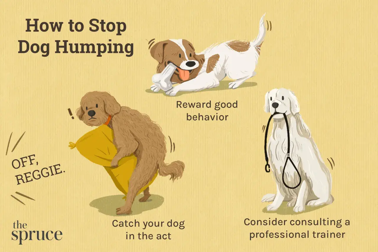 Illustration shows three dogs and tips on why do dogs hump and how to stop it: catch them in the act, reward good behavior, and consult a trainer.