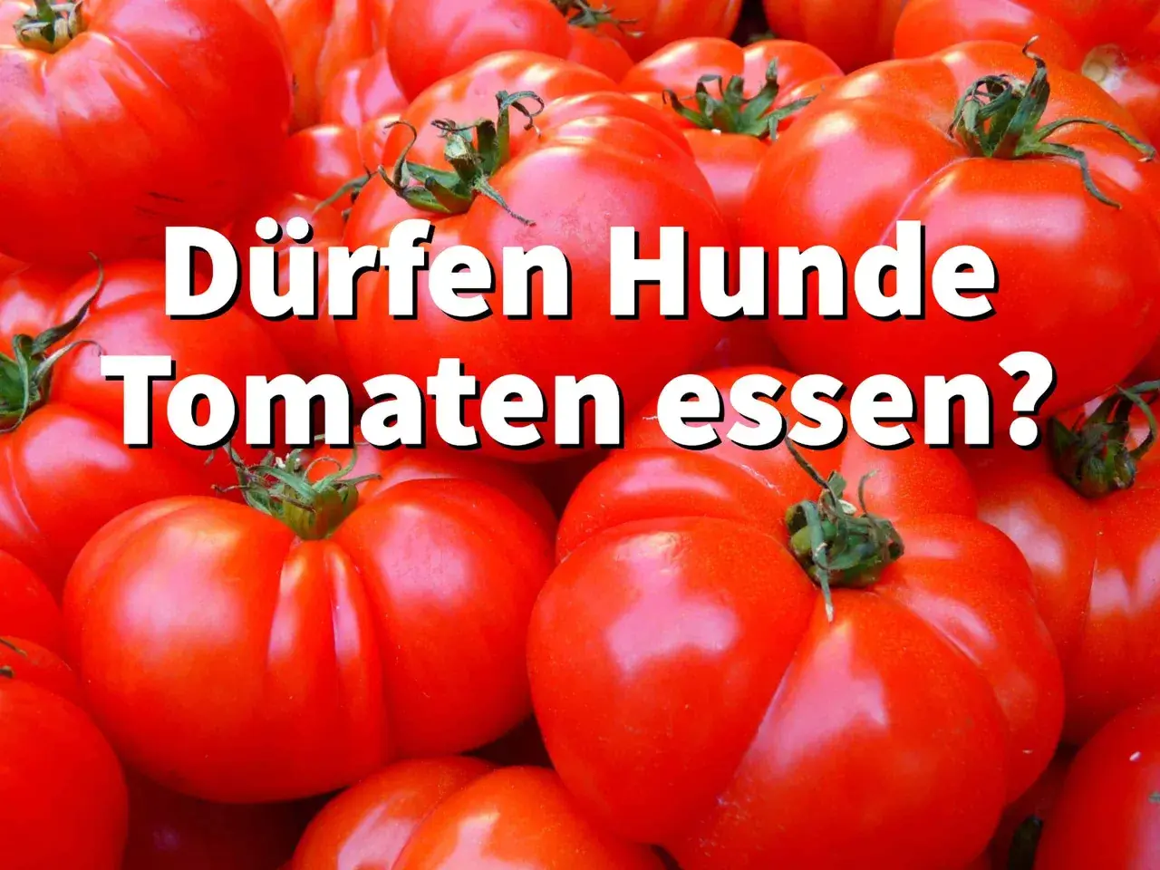 Ein Haufen reifer Tomaten, mit der Frage: Dürfen Hunde Tomaten essen?