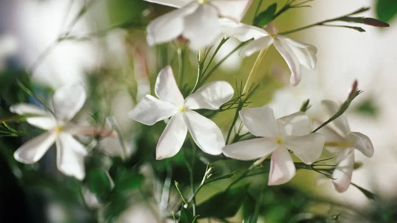 Zarte, weiße Jasminblumen entfalten sich im sanften Licht. Ihre Blütenblätter sind wie kleine Sterne, die einen süßen Duft verströmen.