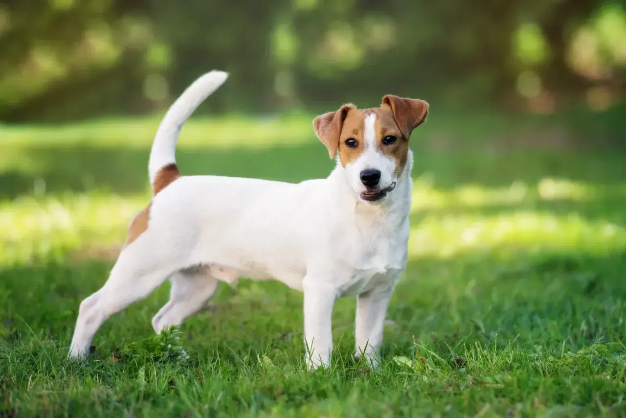 Un juguetón jack russell terrier blanco y marrón, con la cola en alto, posa en la hierba verde bajo la luz del sol.