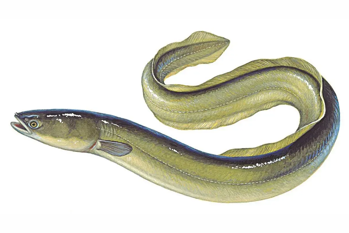 Ein Aal, ein faszinierender Fisch, schlängelt sich in einer künstlerischen Darstellung.