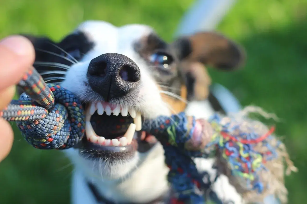 Ein Hund mit offenem Maul und scharfen Zähnen zieht an einem Seilspielzeug. So zeige ich meinem Hund, dass ich der Chef bin: durch gemeinsames Spiel und klare Regeln.