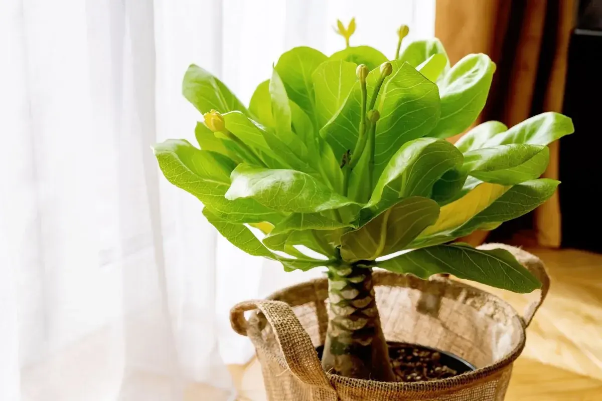 Un jeune palmier hawaïen, prêt pour son entretien, avec ses feuilles vertes luxuriantes et ses bourgeons jaunes, dans un pot en toile de jute près d'une fenêtre.