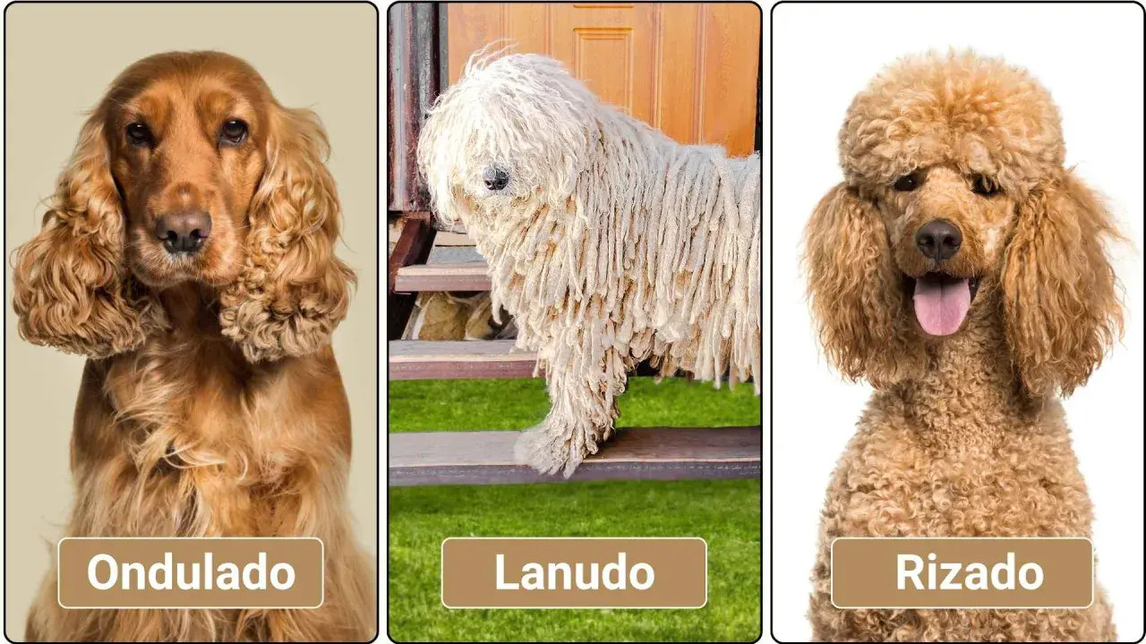 Perro marrón pelo rizado, otro con pelo lanudo y uno con pelo ondulado.