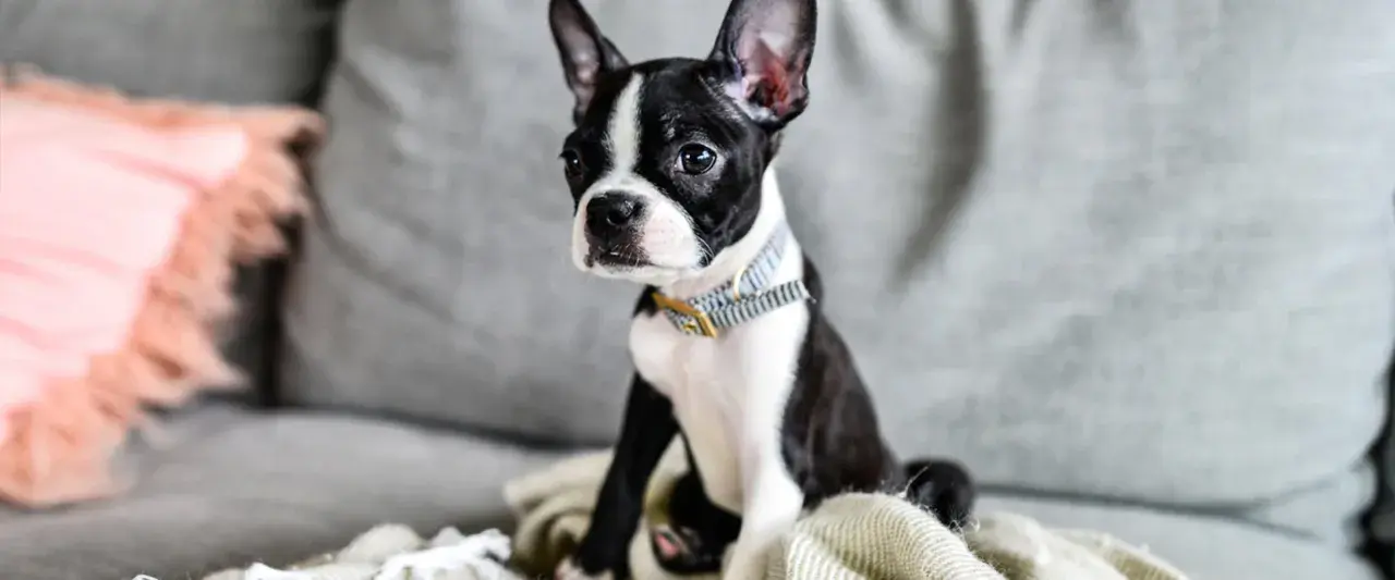 Urocza boston terrier miniaturka siedzi na kanapie, otulona kocem.