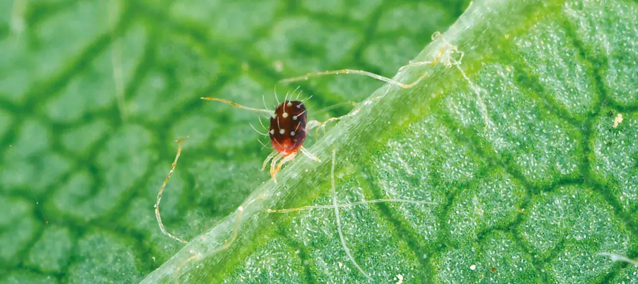 Un minuscule acarien rouge, couvert de points blancs, se promène sur une feuille verte. Ces acariens peuvent causer des dégâts aux plantes.
