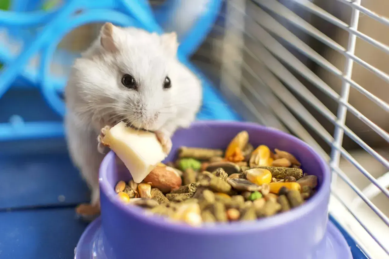 Biały chomik zajada kawałek sera, obok miseczka pełna ziaren. Tak właśnie wygląda zdrowa dieta, gdy pytamy, co jedzą chomiki.