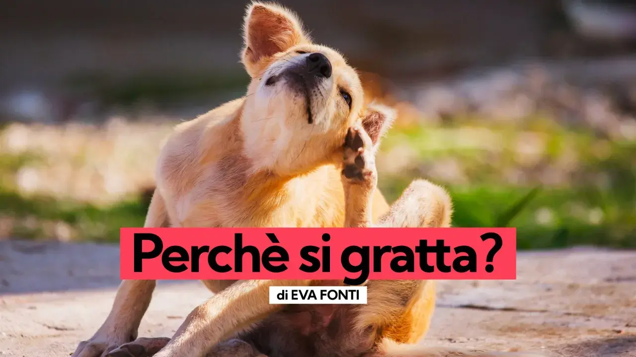 Un cane si gratta con la zampa. Quando preoccuparsi se il cane si gratta? Scopri le cause e i rimedi.