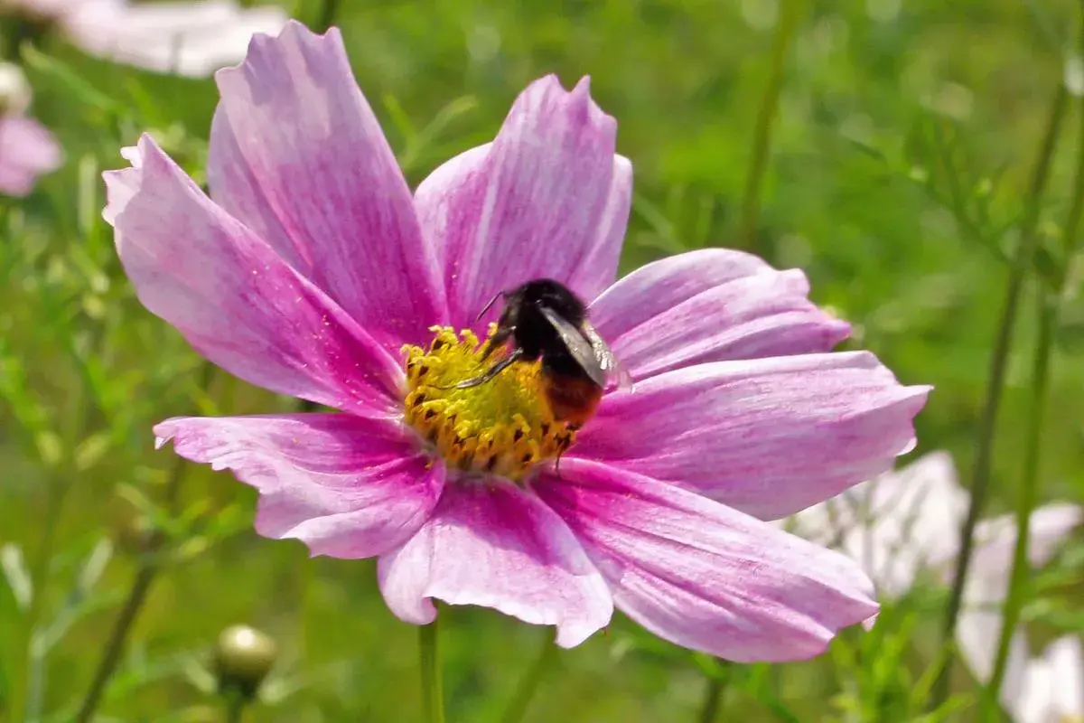 Eine Hummel sammelt Nektar auf einer zarten rosa Sommerblume. Diese sommerblumen bilder mit namen zeigen die Schönheit der Natur.