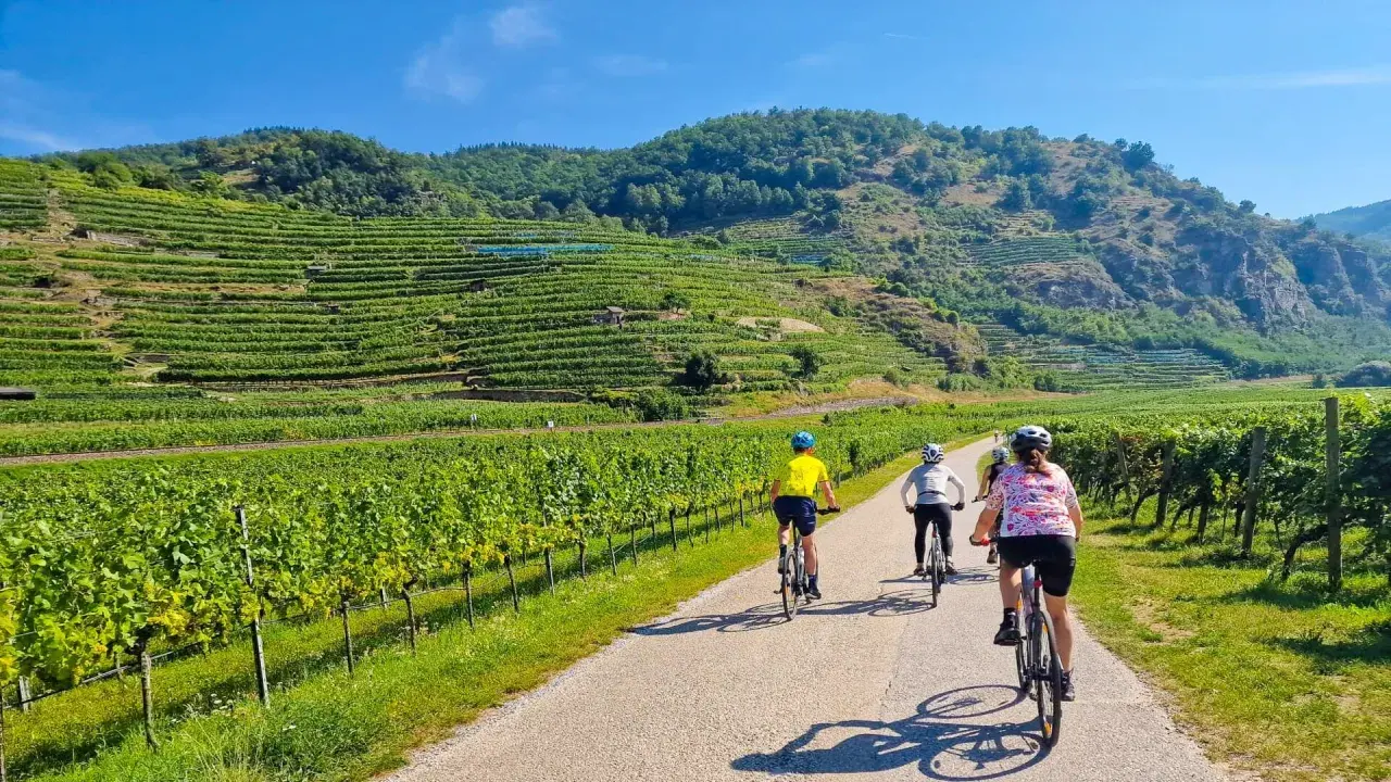 Cyclists enjoy a sunny day on the Danube cycle path, surrounded by lush vineyards and rolling hills.