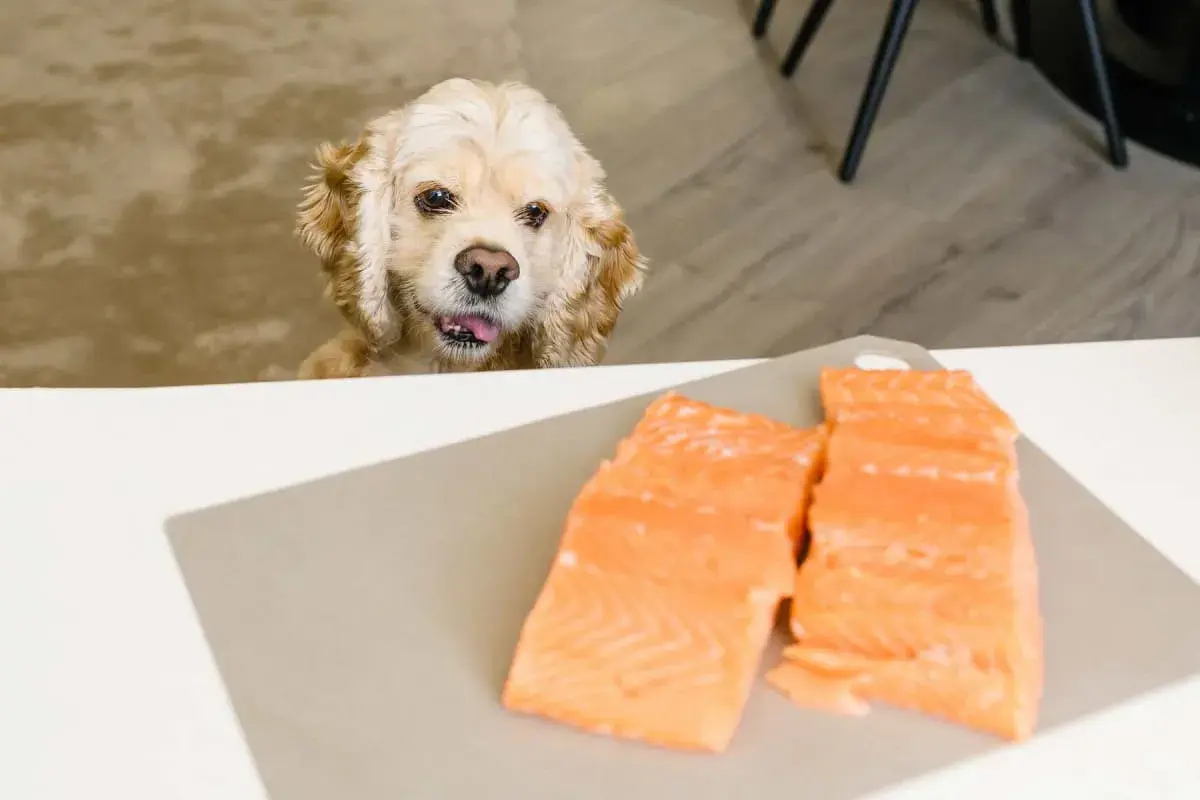 Cocker spaniel z językiem na wierzchu patrzy na dwa kawałki łososia na desce. Czy pies może łososia?