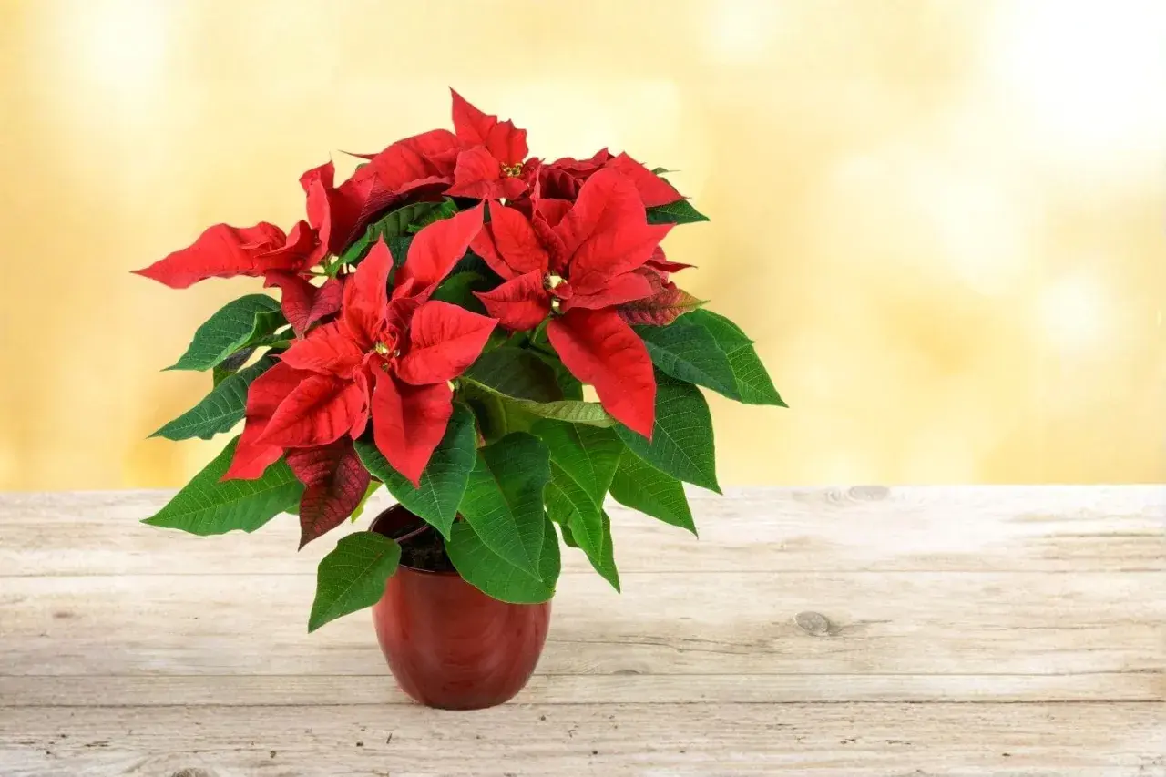 Un magnifique poinsettia rouge et vert dans un pot sur une table en bois. Idéal pour des conseils sur le poinsettia entretien.