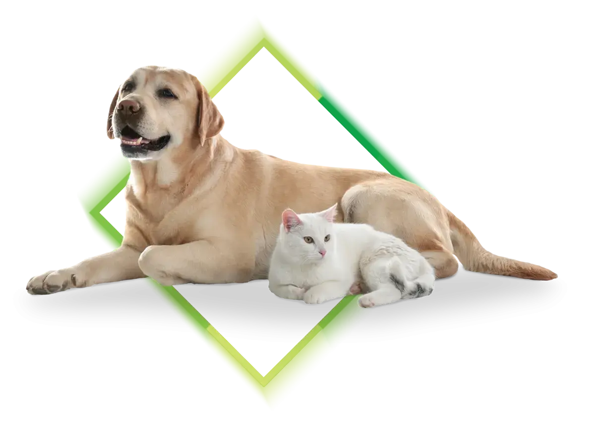 Labrador i biały kot leżą obok siebie. Zadbaj o spokój swoich pupili dzięki ubezpieczeniu psa.
