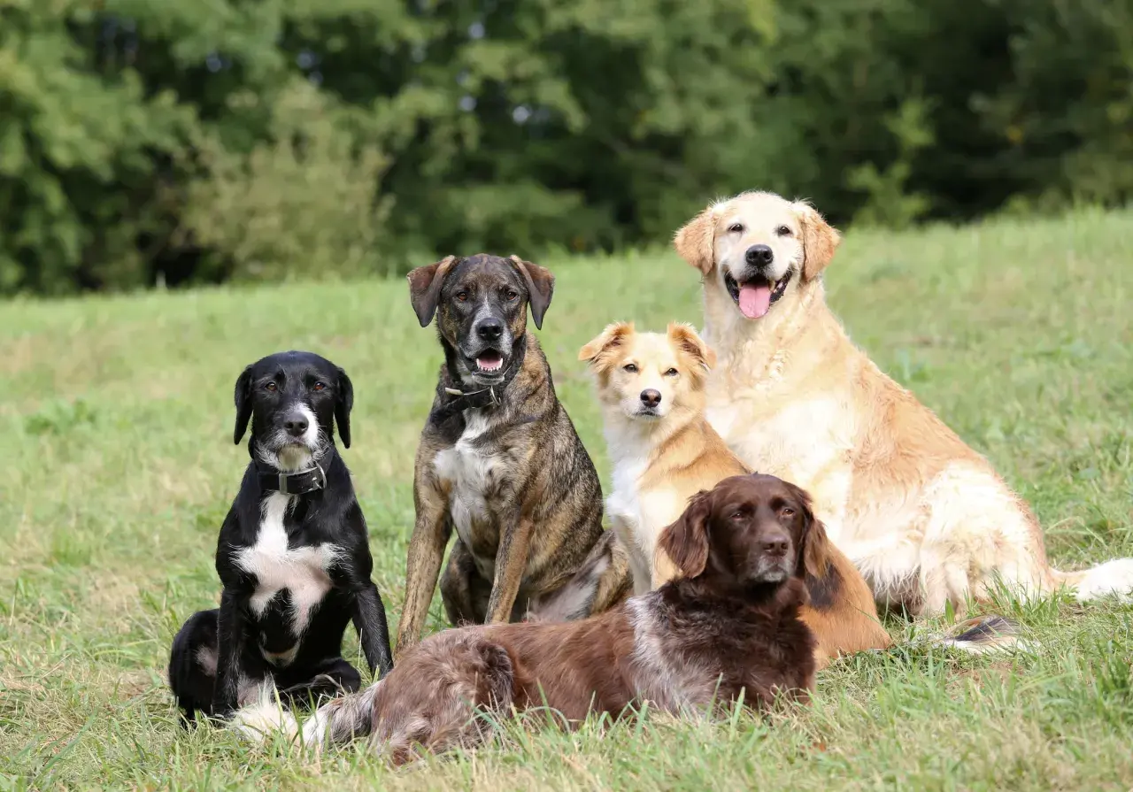 Sechs Hunde verschiedener **Begleithunde Rassen** sitzen im Gras. Ein schwarzer Hund mit weißer Brust, ein gestreifter Hund, ein heller Hund, ein goldener Retriever und ein brauner Hund.