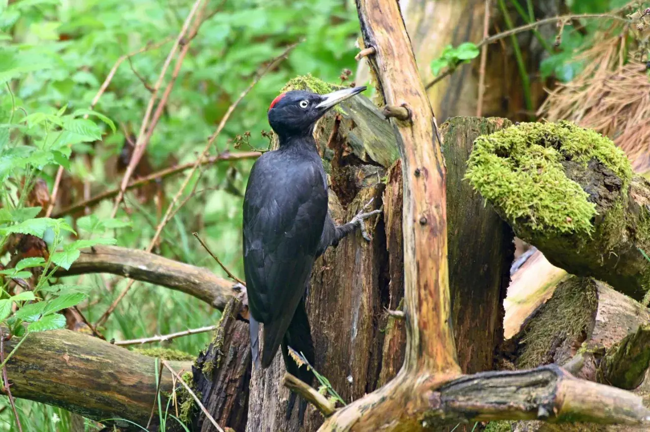 Ein schwarzer Specht mit rotem Scheitel klettert an einem moosbewachsenen Baumstumpf im Wald.