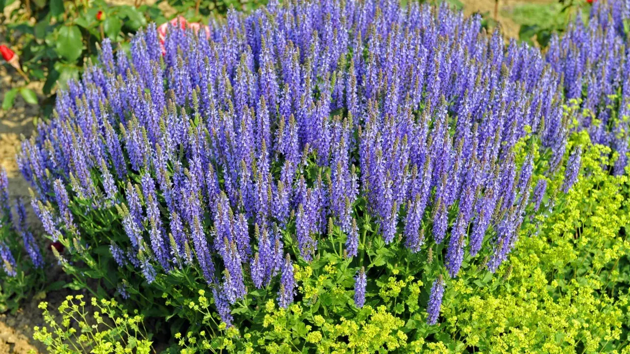 Ein üppiger **Steppen-Salbei** blüht in leuchtendem Lila neben gelben Blüten.