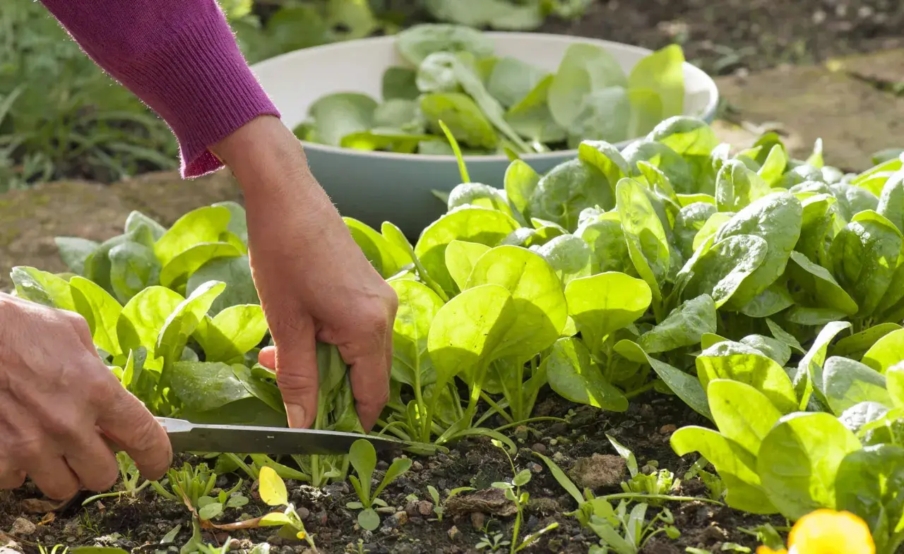 Hände ernten frischen Spinat im Garten. Ein Messer schneidet die grünen Blätter, während eine Schüssel voller Spinat im Hintergrund bereitsteht.