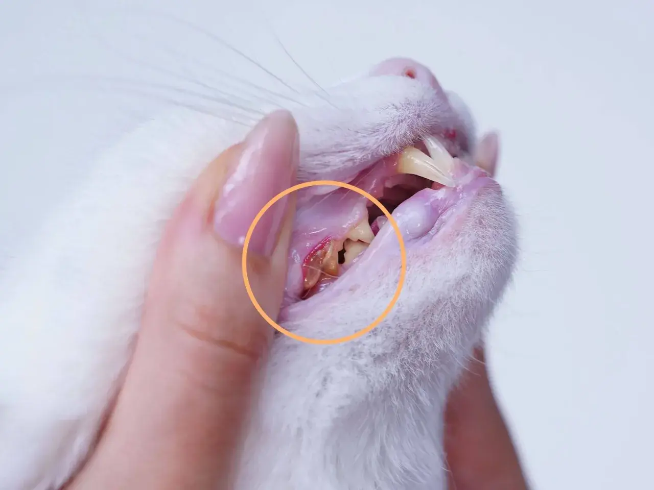 Zahnfleischentzündung bei einer Katze, deutlich sichtbar im gelben Kreis. Die Zähne sind stark verfärbt und entzündet.