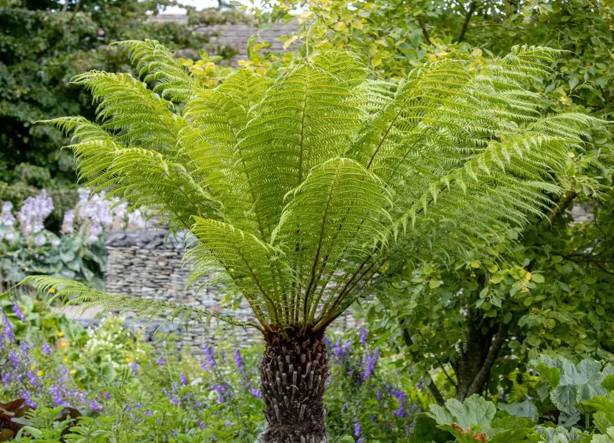 Un majestueux fougère arborescente Dicksonia antarctica, avec ses frondes vertes luxuriantes, se dresse dans un jardin fleuri.