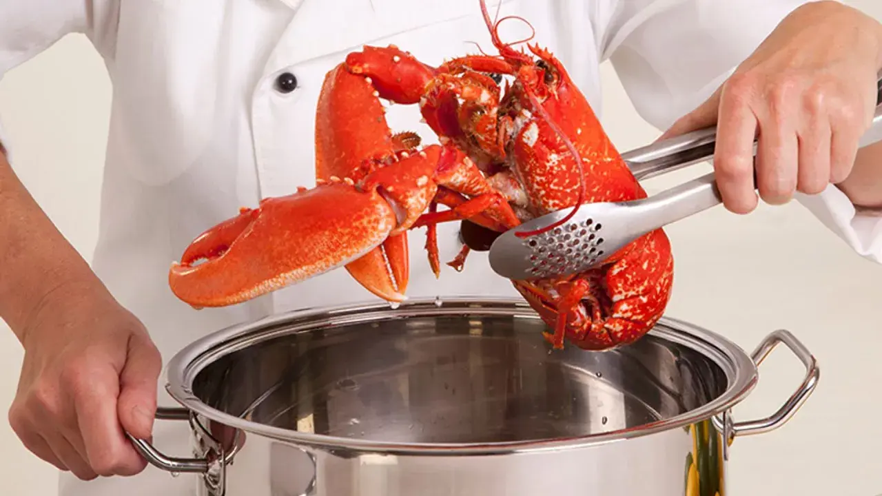 Manos de chef sostienen un bogavante cocido con pinzas sobre una olla de acero inoxidable.