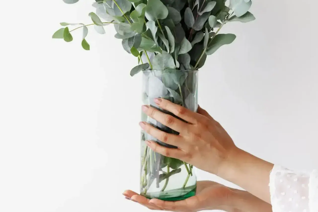 Hände halten eine Glasvase mit frischem Eukalyptus. Tipps zur Eukalyptus Pflege für langanhaltende Schönheit.