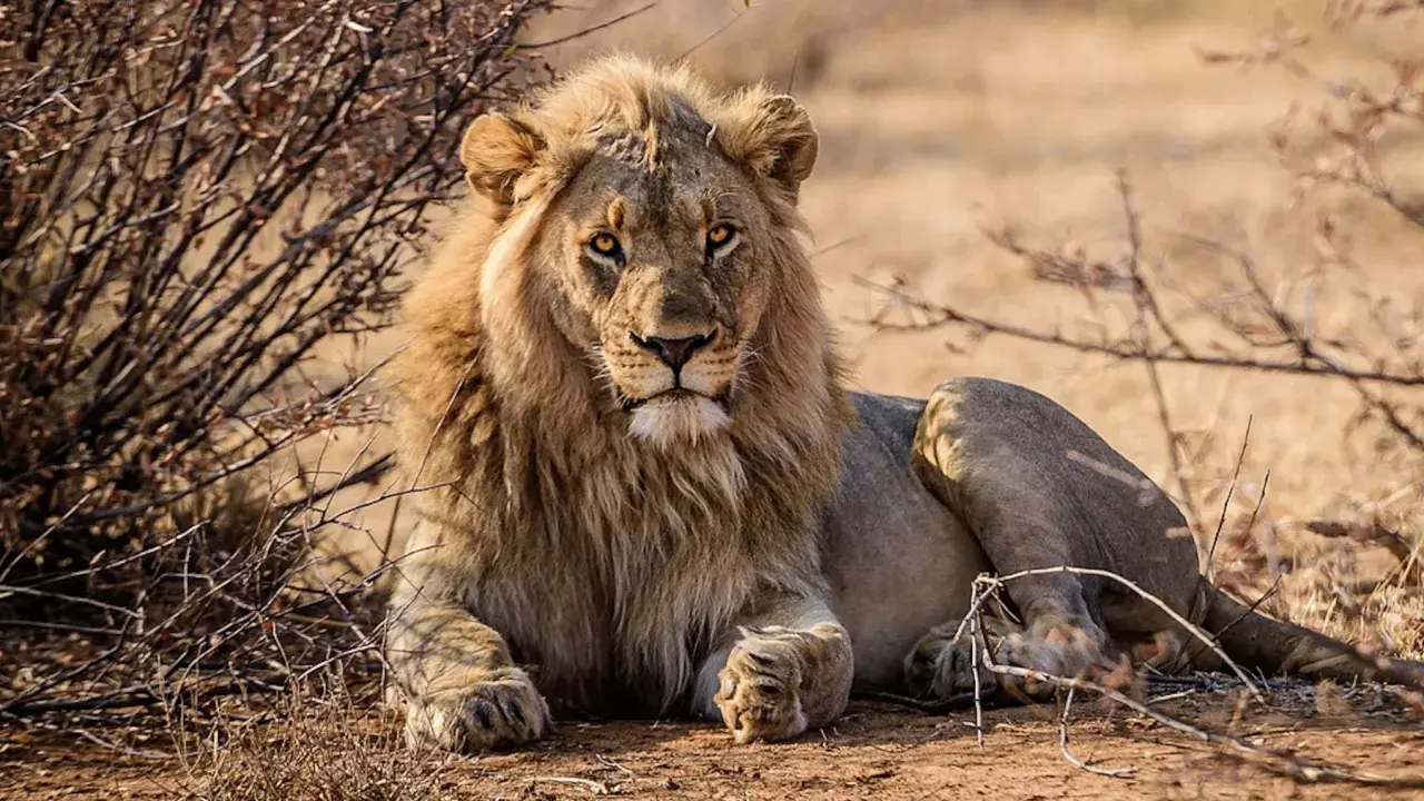Un majestuoso león descansa entre arbustos secos, con su melena dorada y mirada penetrante. Es como soñar con animales salvajes en su hábitat natural.