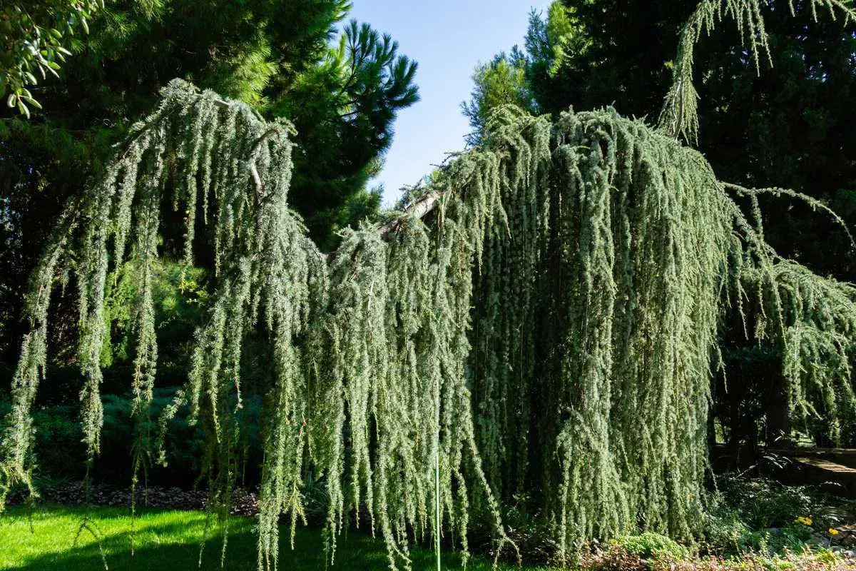 Un majestueux cèdre pleureur, ses branches tombant comme une cascade verte, crée une ombre douce sur la pelouse.