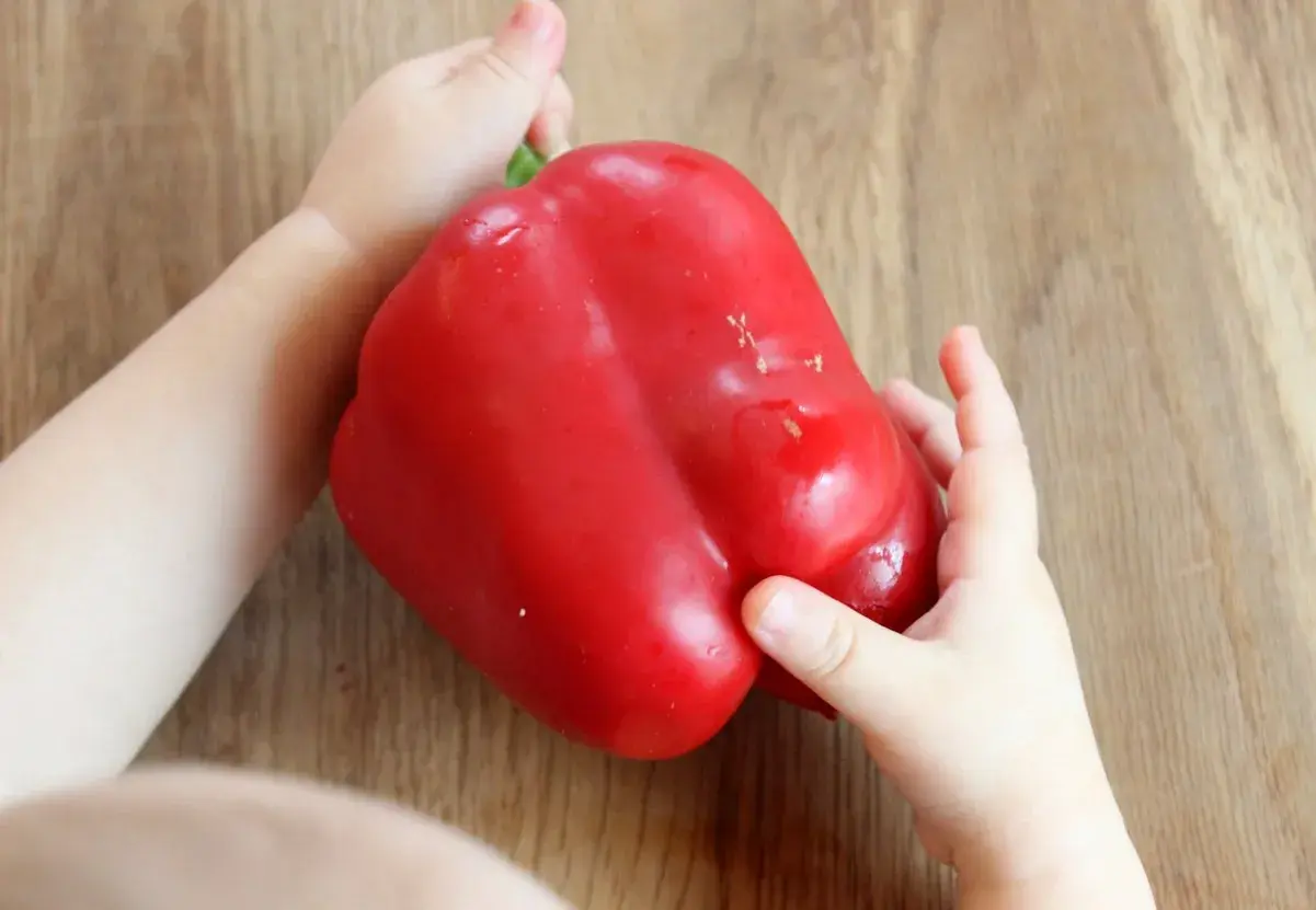 Kleine Hände halten eine rote Paprika. Wann ist Paprika für Babys geeignet? Ab dem 6. Monat kann man mit Beikost beginnen.