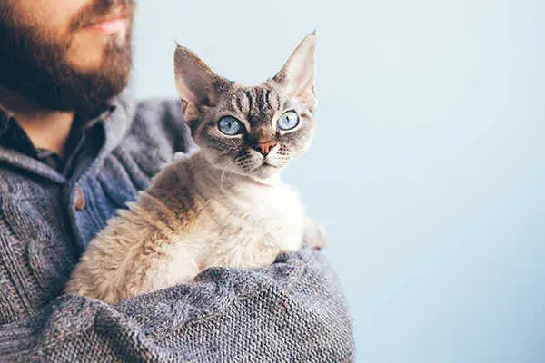 Kolory Devon Rex: Jakie są najpiękniejsze umaszczenia tej rasy?