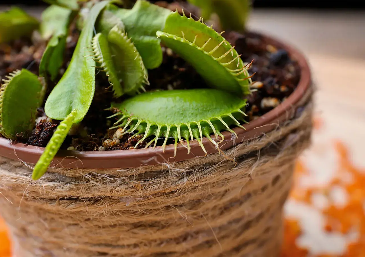 Dionée, une plante mangeuse d'insectes aux pièges ouverts, en pot décoré de cordelette.